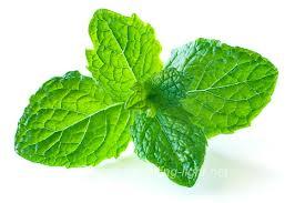 Mint (Pudina)