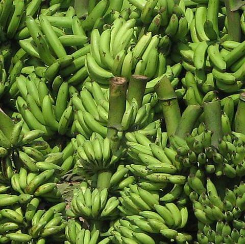 Bananas Green