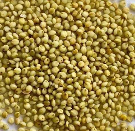 Browntop Millet