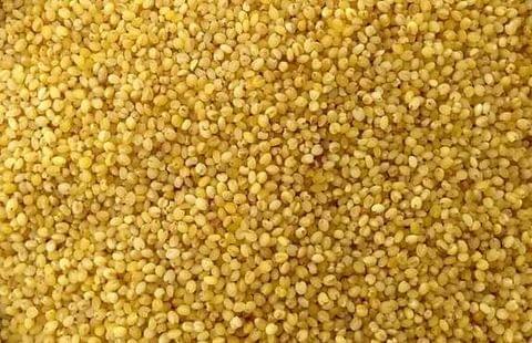 Foxtail Millet