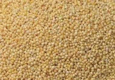 Proso Millet